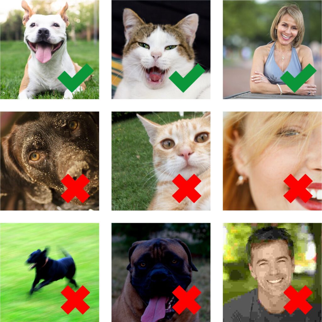 6 Pet